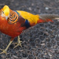 Golden Pheasant